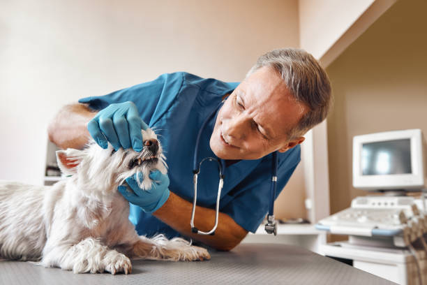 Best Emergency Dental Extractions in New Lenox, IL